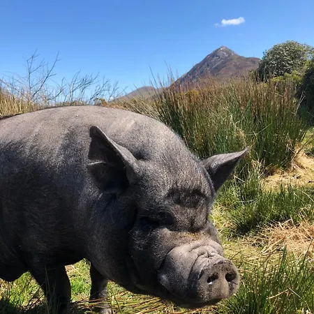 Mountain Farm On Farm In Village Centre Вилла Леттерфрак