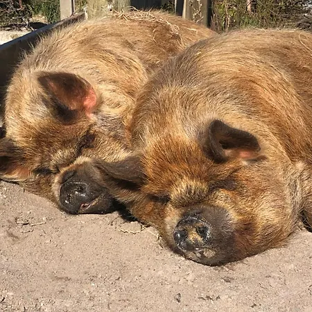 Вилла Mountain Farm On Farm In Village Centre *