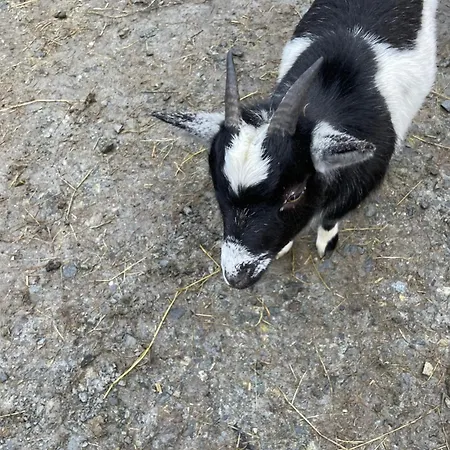 Mountain Farm On Farm In Village Centre Вилла *