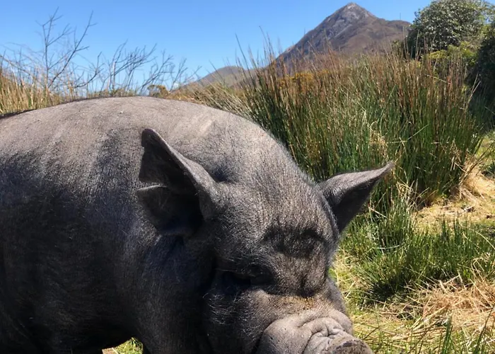 Mountain Farm On Farm In Village Centre Вилла Леттерфрак