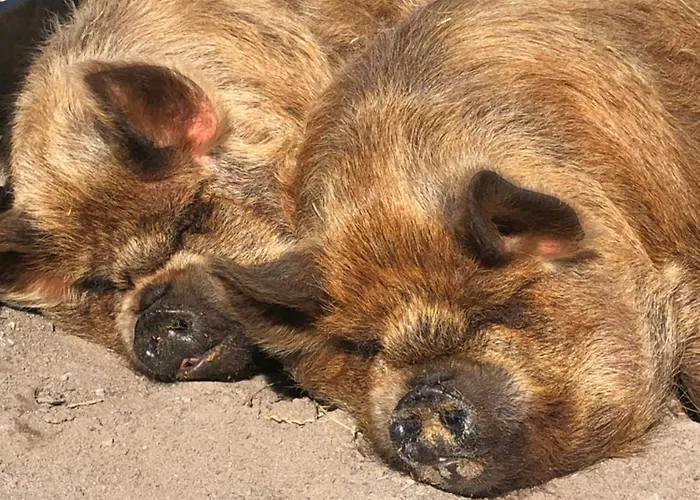 Вилла Mountain Farm On Farm In Village Centre *