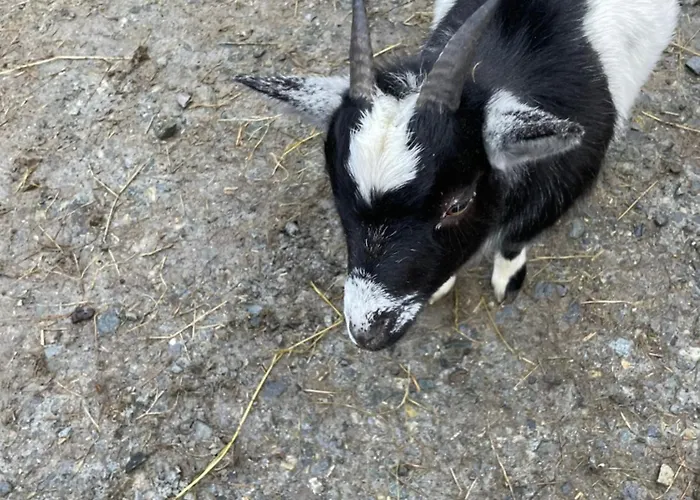 Mountain Farm On Farm In Village Centre Вилла *