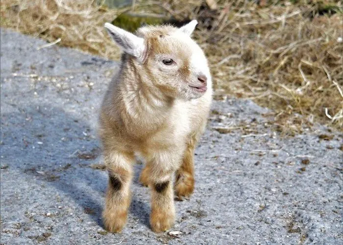 Mountain Farm On Farm In Village Centre *