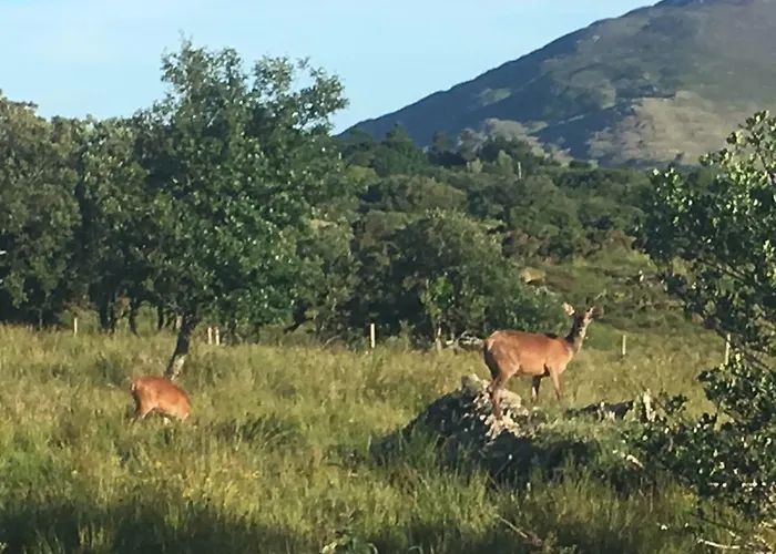 Mountain Farm On Farm In Village Centre *